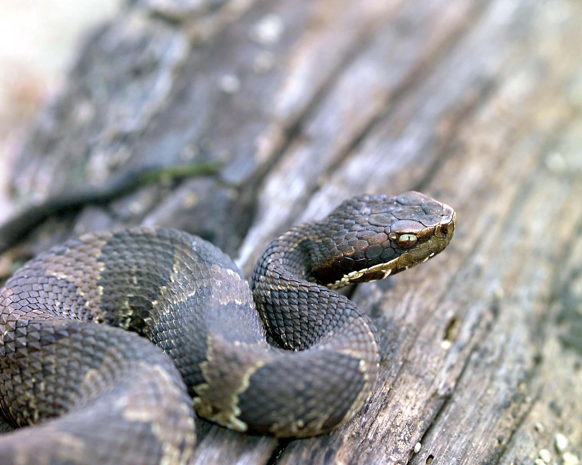 Bryans Cottonmouth_edited-1.jpg [202 Kb]